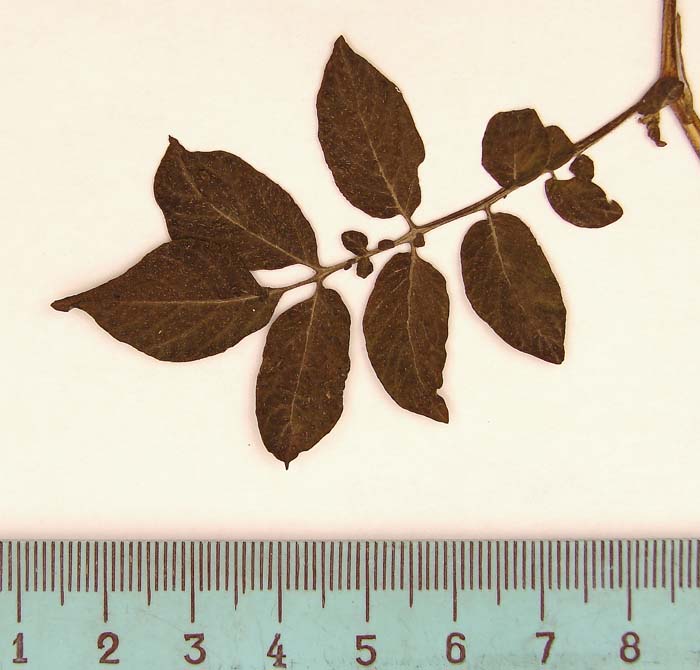 S. phureja  Syntyp 1815 leaf